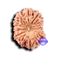 Load image into Gallery viewer, 14 mukhi Indonesian Rudraksha -  Bead No. 326
