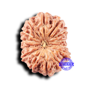 14 mukhi Indonesian Rudraksha -  Bead No. 326