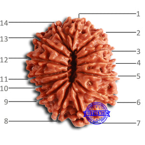 14 Mukhi Nepalese Rudraksha - Bead No. 353