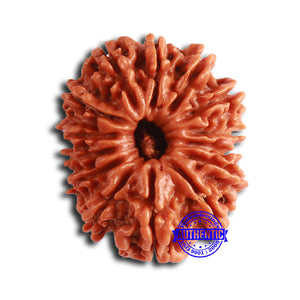 14 Mukhi Nepalese Rudraksha - Bead No. 353