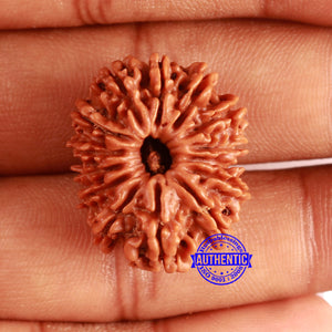 14 Mukhi Nepalese Rudraksha - Bead No. 353