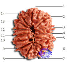 Load image into Gallery viewer, 14 Mukhi Nepalese Rudraksha - Bead No. 356
