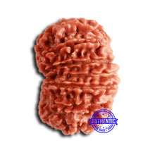 Load image into Gallery viewer, 14 Mukhi Nepalese Rudraksha - Bead No. 356
