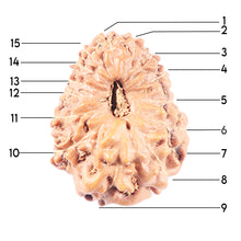 Load image into Gallery viewer, 14 mukhi Indonesian Rudraksha -  Bead No. 346
