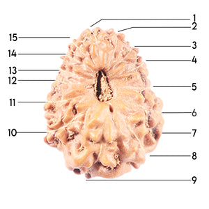 14 mukhi Indonesian Rudraksha -  Bead No. 346