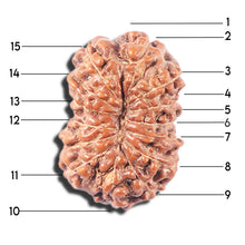 Load image into Gallery viewer, 14 mukhi Indonesian Rudraksha -  Bead No. 347
