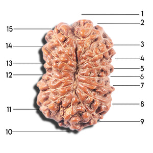 14 mukhi Indonesian Rudraksha -  Bead No. 347