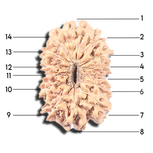 14 mukhi Indonesian Rudraksha -  Bead No. 348