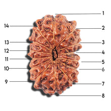 Load image into Gallery viewer, 14 mukhi Indonesian Rudraksha -  Bead No. 351
