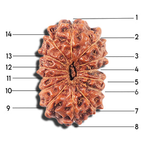 14 mukhi Indonesian Rudraksha -  Bead No. 351