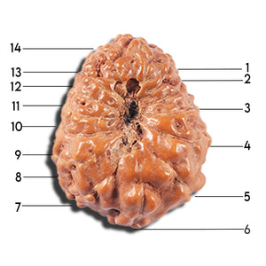 14 mukhi Indonesian Rudraksha -  Bead No. 352