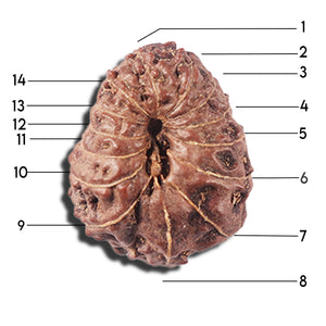 14 mukhi Indonesian Rudraksha -  Bead No. 353