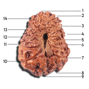 14 mukhi Indonesian Rudraksha -  Bead No. 354