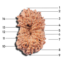 Load image into Gallery viewer, 14 mukhi Indonesian Rudraksha -  Bead No. 355
