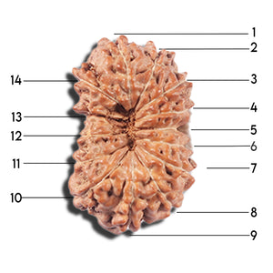 14 mukhi Indonesian Rudraksha -  Bead No. 355