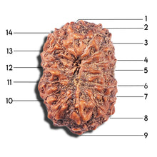 Load image into Gallery viewer, 14 mukhi Indonesian Rudraksha -  Bead No. 356
