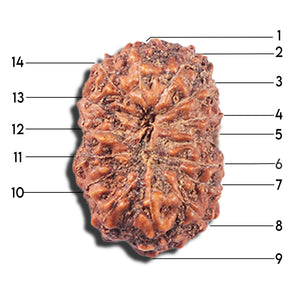 14 mukhi Indonesian Rudraksha -  Bead No. 356