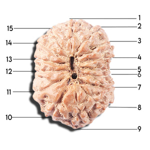 14 mukhi Indonesian Rudraksha -  Bead No. 357