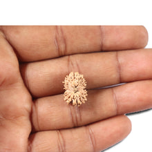 Load image into Gallery viewer, 14 mukhi Indonesian Rudraksha -  Bead No. 348
