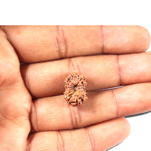 14 mukhi Indonesian Rudraksha -  Bead No. 347