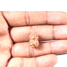 Load image into Gallery viewer, 14 mukhi Indonesian Rudraksha -  Bead No. 349
