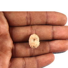 Load image into Gallery viewer, 14 mukhi Indonesian Rudraksha -  Bead No. 350
