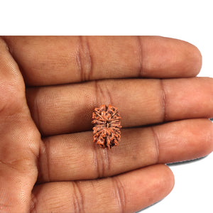 14 mukhi Indonesian Rudraksha -  Bead No. 351