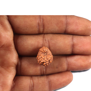 14 mukhi Indonesian Rudraksha -  Bead No. 352