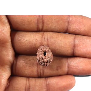 14 mukhi Indonesian Rudraksha -  Bead No. 353