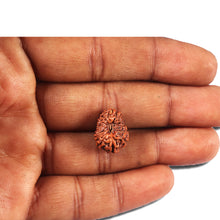 Load image into Gallery viewer, 14 mukhi Indonesian Rudraksha -  Bead No. 354
