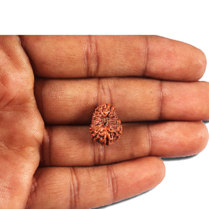 14 mukhi Indonesian Rudraksha -  Bead No. 354