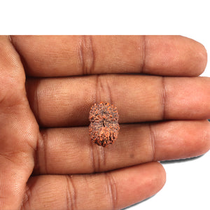 14 mukhi Indonesian Rudraksha -  Bead No. 356