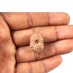 14 mukhi Indonesian Rudraksha -  Bead No. 357