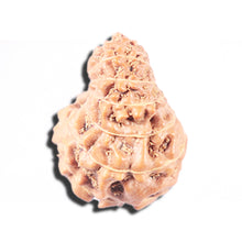 Load image into Gallery viewer, 14 mukhi Indonesian Rudraksha -  Bead No. 346
