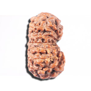 14 mukhi Indonesian Rudraksha -  Bead No. 347