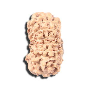 14 mukhi Indonesian Rudraksha -  Bead No. 348