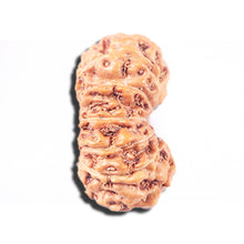 Load image into Gallery viewer, 14 mukhi Indonesian Rudraksha -  Bead No. 349
