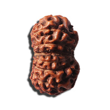 Load image into Gallery viewer, 14 mukhi Indonesian Rudraksha -  Bead No. 351
