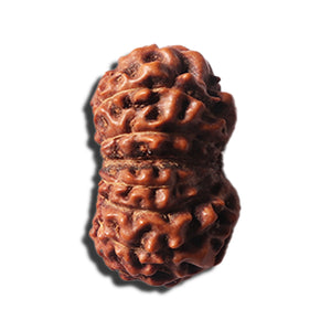 14 mukhi Indonesian Rudraksha -  Bead No. 351