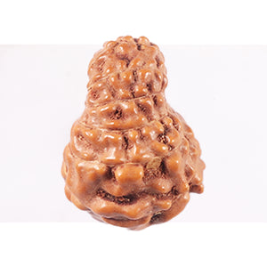 14 mukhi Indonesian Rudraksha -  Bead No. 352