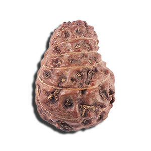 14 mukhi Indonesian Rudraksha -  Bead No. 353