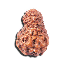 Load image into Gallery viewer, 14 mukhi Indonesian Rudraksha -  Bead No. 354
