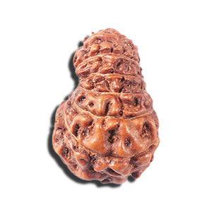 14 mukhi Indonesian Rudraksha -  Bead No. 354