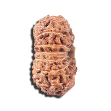 Load image into Gallery viewer, 14 mukhi Indonesian Rudraksha -  Bead No. 355
