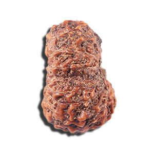 14 mukhi Indonesian Rudraksha -  Bead No. 356