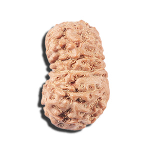 14 mukhi Indonesian Rudraksha -  Bead No. 357