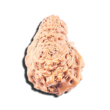 Load image into Gallery viewer, 14 mukhi Indonesian Rudraksha -  Bead No. 346
