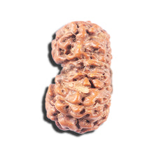 Load image into Gallery viewer, 14 mukhi Indonesian Rudraksha -  Bead No. 347
