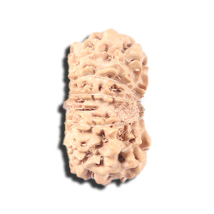 14 mukhi Indonesian Rudraksha -  Bead No. 348