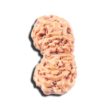 Load image into Gallery viewer, 14 mukhi Indonesian Rudraksha -  Bead No. 349
